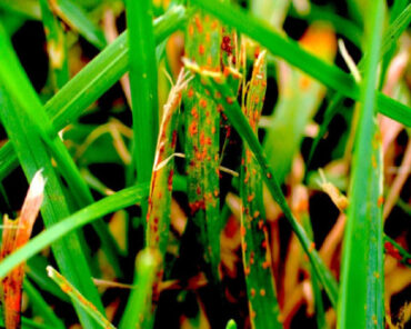 9 Natural Ways to Get Rid of Lawn Rust