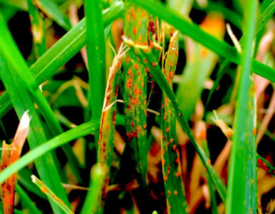 9 Natural Ways to Get Rid of Lawn Rust