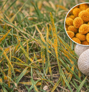 9 Natural Ways to Get Rid of Lawn Rust