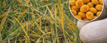 9 Natural Ways to Get Rid of Lawn Rust