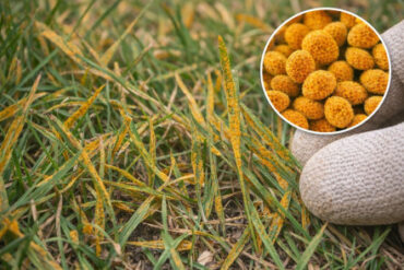 9 Natural Ways to Get Rid of Lawn Rust
