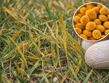 9 Natural Ways to Get Rid of Lawn Rust