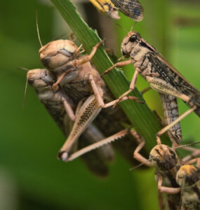 13 Natural Ways to Get Rid of Locusts