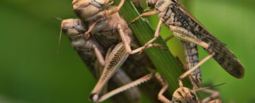 13 Natural Ways to Get Rid of Locusts