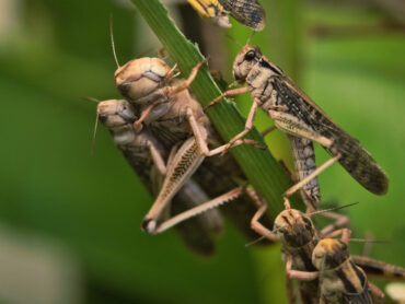 13 Natural Ways to Get Rid of Locusts