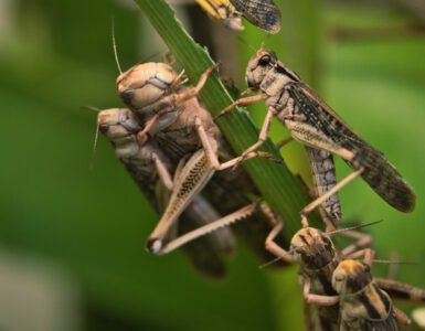13 Natural Ways to Get Rid of Locusts