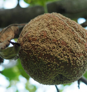 10 Natural Ways to Get Rid of Brown Rot