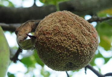 10 Natural Ways to Get Rid of Brown Rot