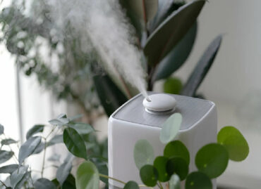 5 Best Humidifiers for Houseplants in Winter