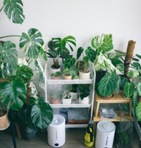 5 Best Humidifiers for Houseplants in Winter