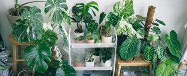 5 Best Humidifiers for Houseplants in Winter