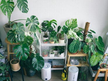 5 Best Humidifiers for Houseplants in Winter