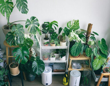 5 Best Humidifiers for Houseplants in Winter
