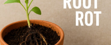 12 Natural Ways to Control and Treat Root Rot in Houseplants