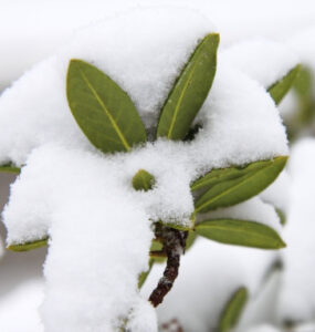 8 Natural Ways to Protect Plants from Cold Weather