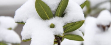 8 Natural Ways to Protect Plants from Cold Weather