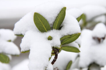 8 Natural Ways to Protect Plants from Cold Weather