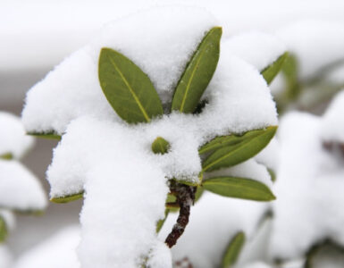 8 Natural Ways to Protect Plants from Cold Weather