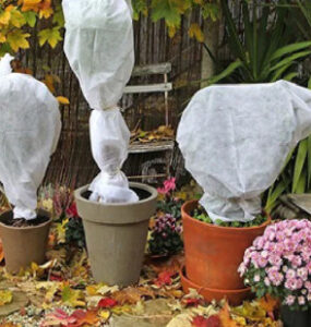 8 Natural Ways to Protect Plants from Cold Weather