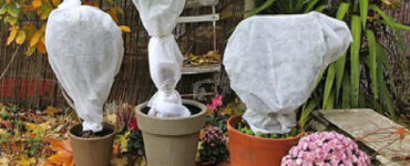 8 Natural Ways to Protect Plants from Cold Weather