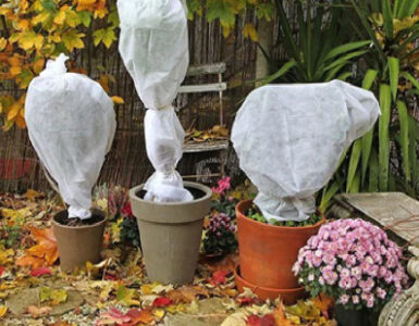 8 Natural Ways to Protect Plants from Cold Weather