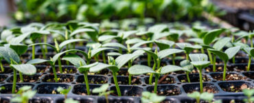 Vegetable, Herb, and Flower Seeds to Start in February