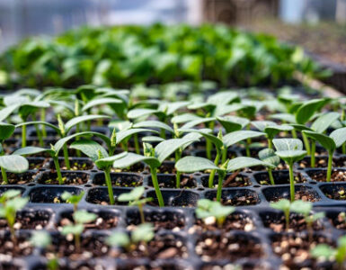 Vegetable, Herb, and Flower Seeds to Start in February