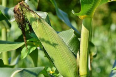 Good and Bad Corn Companion Plants