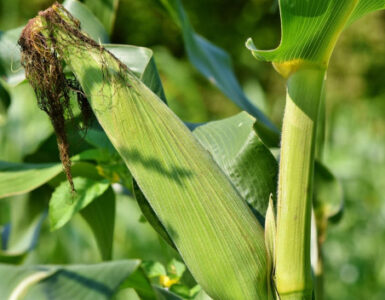 Good and Bad Corn Companion Plants