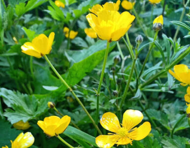 8 Natural Ways to Get Rid of Creeping Buttercup