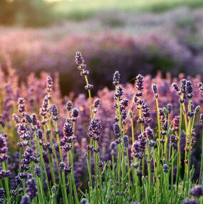 Good and Bad Lavender Companion Plants