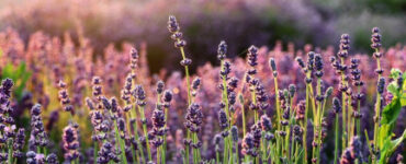 Good and Bad Lavender Companion Plants