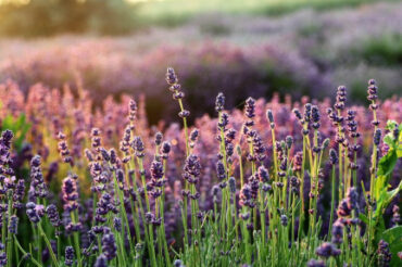 Good and Bad Lavender Companion Plants