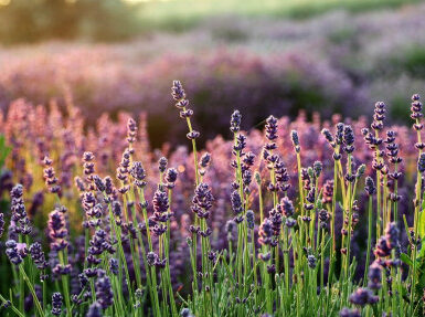 Good and Bad Lavender Companion Plants