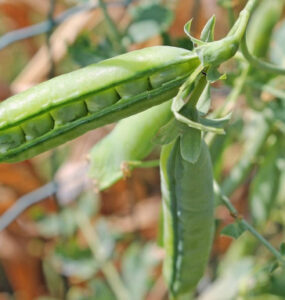 Good and Bad Companion Plants for Peas