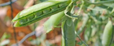 Good and Bad Companion Plants for Peas