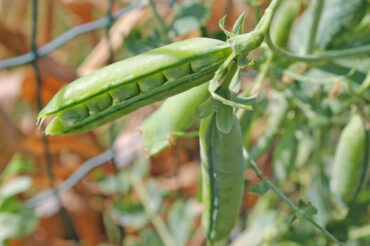 Good and Bad Companion Plants for Peas