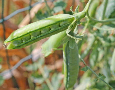Good and Bad Companion Plants for Peas