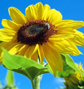 Good and Bad Sunflower Companion Plants