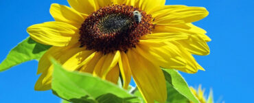 Good and Bad Sunflower Companion Plants