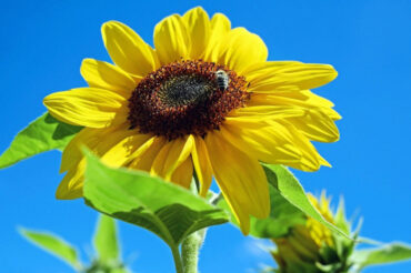 Good and Bad Sunflower Companion Plants