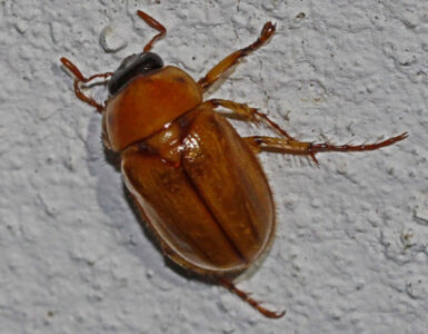 12 Natural Ways to Get Rid of Asiatic Garden Beetles