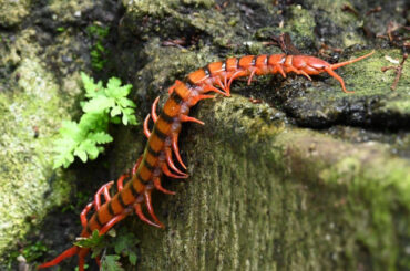16 Natural Ways to Get Rid of Centipedes