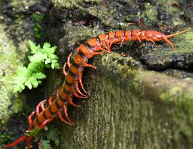 16 Natural Ways to Get Rid of Centipedes