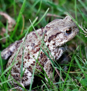 5 Frogs and Toads Garden Benefits (+ How to Attract Them)