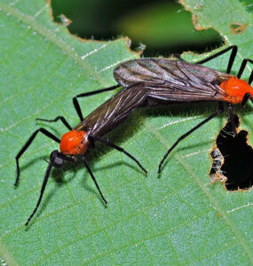 17 Natural Ways to Get Rid of Love Bugs