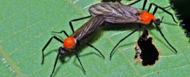 17 Natural Ways to Get Rid of Love Bugs