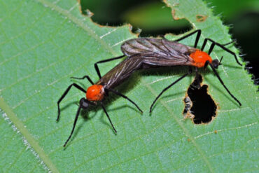 17 Natural Ways to Get Rid of Love Bugs