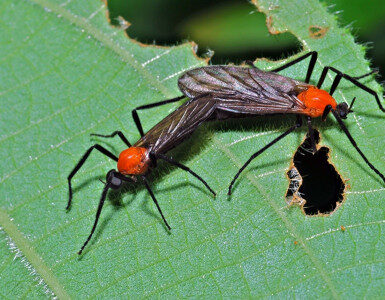17 Natural Ways to Get Rid of Love Bugs