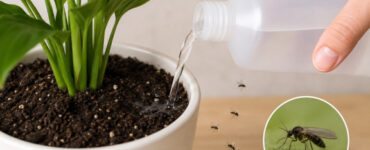 Hydrogen Peroxide for Fungus Gnats in Plants
